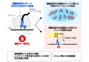 細菌に共通の「合成しづらいたんぱく質」の特徴を明らかにし、それを積極的に利用して働く特異なたんぱく質群を発見