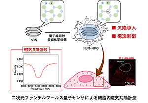 2次元材料である六方晶窒化ホウ素（hBN）の生体量子センサー化に成功～欠陥導入と構造制御で細胞計測を実現～