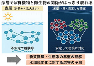 冷たく暗い琵琶湖の深層に、有機分子と微生物の緊密なネットワークを発見～時系列観測により生態系機能の基盤となる関係を解明～