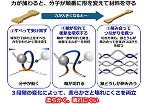 柔らかく受け流して壊れにくい高分子材料を開発～分子が「動く・切れる・絡み合う」ことで、強い力から材料を守る新設計～