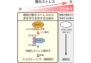 がん細胞が酸化ストレスから身を守り生存する仕組みを発見～防御を断ち細胞死を促進する新たながん治療標的として期待～