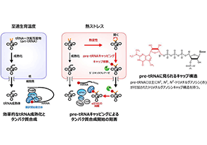 tRNA前駆体が生育温度を感知する～熱ストレスで増加するキャップ化tRNA前駆体がたんぱく質合成を抑制する～