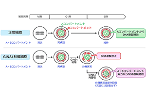 細胞分裂後の染色体の形がDNA複製を左右する～秩序だったゲノム3次元構造の再構築がカギ～