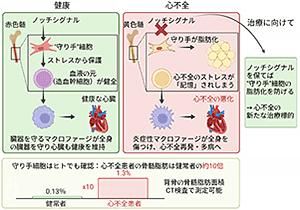 心不全を悪化させる骨髄の異変を発見～免疫を制御する“守り手”細胞の喪失が炎症を引き起こし、心不全を進行させる仕組みを解明～