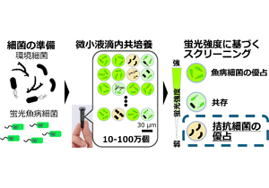 エビの疾病を防ぐ細菌を飼育環境から迅速に見つけ出す技術を開発～微小液滴技術による高効率スクリーニングで、薬剤に頼らない魚病対策へ～
