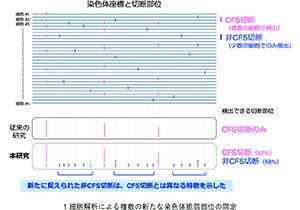 ゲノムの「壊れやすい場所」を一網打尽に～1細胞解析で染色体脆弱部位の多様性が明らかに～