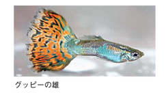 グッピーの雄