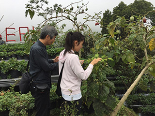 画像：ナス科植物の葉をサンプリングしている様子