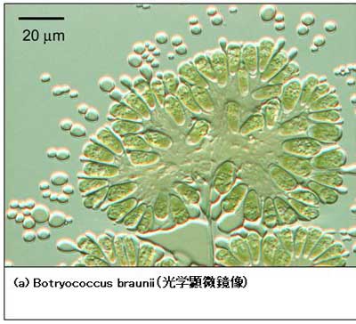 オイル産生緑藻類Botryococcus（ボトリオコッカス）高アルカリ株の高度 
