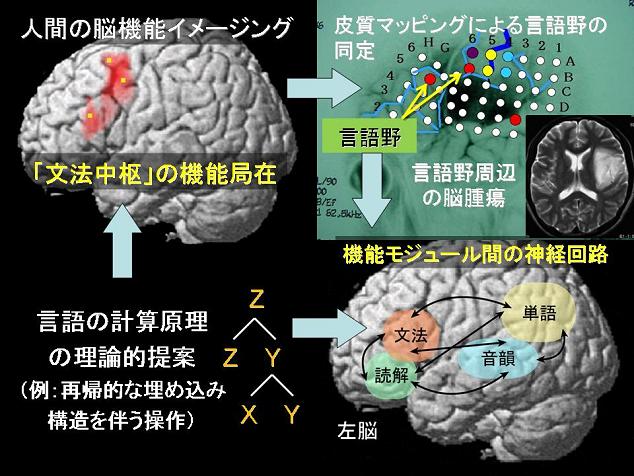 言語の脳機能に基づく神経回路の動作原理の解明