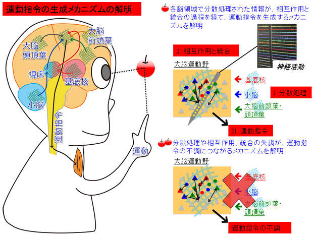 霊長類の大脳―小脳―基底核ネットワークにおける運動情報処理の分散と統合