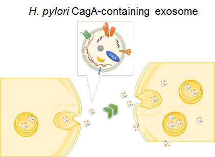 Fig.1 exosome