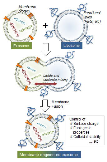 Fig.1 exosome2