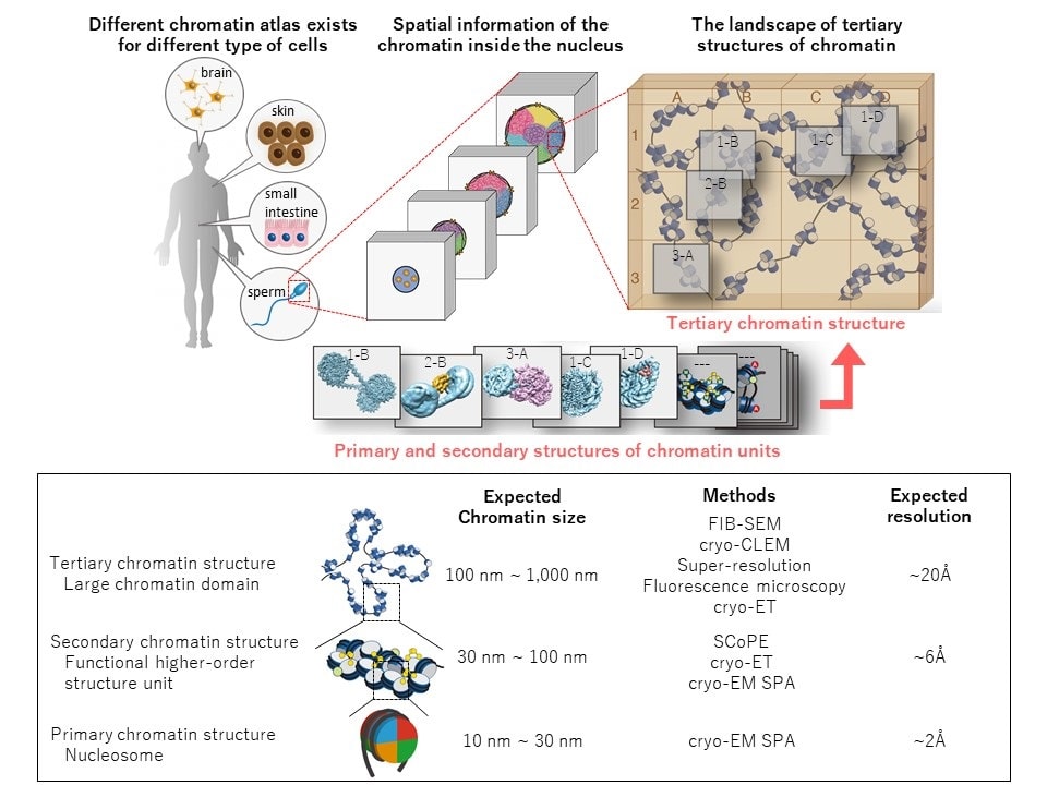 Chromatin Atlas Project