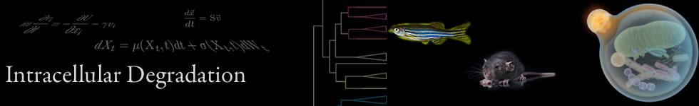 MIZUSHIMA Intracellular Degradation