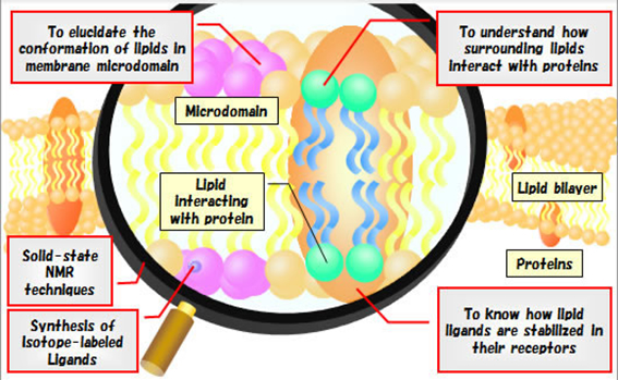 Our ERATO research on lipid-protein interaction can lead a new concept in structural biology based on lipid structure analysis