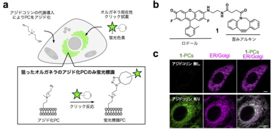 （a） PCを選択的に蛍光標識する反応スキーム. （b） オルガネラ局在性クリック試薬１の分子構造. （c） 1-標識PCの細胞内局在