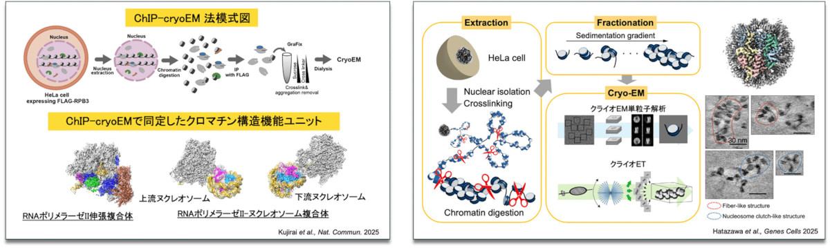 細胞核から抽出したクロマチンアトラスの機能的クロマチン構造ユニットの同定と構造解析