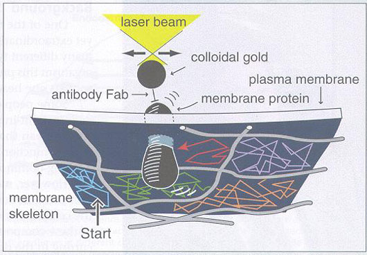 fig3