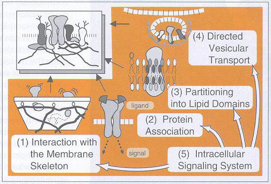 fig4