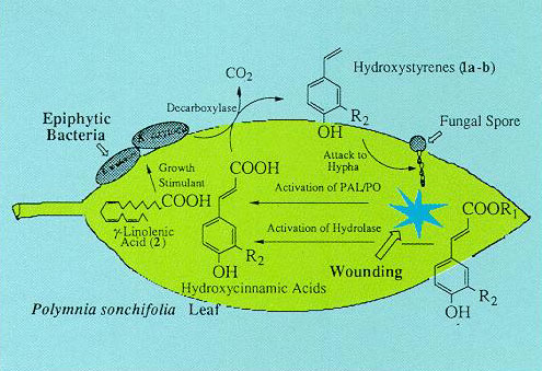 fig1