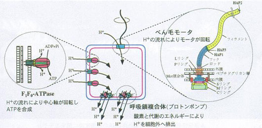 fig1