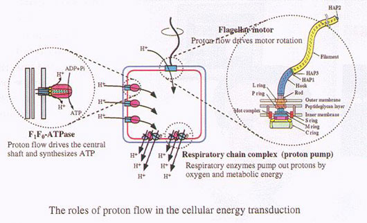 fig1