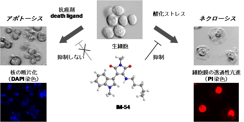 fig2