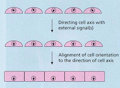 fig4