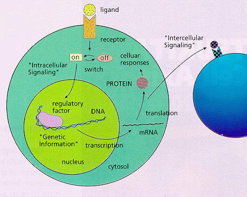 fig5