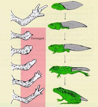 fig2