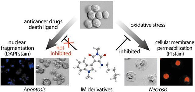 Developing of Necrosis Inhibitor, IM-54