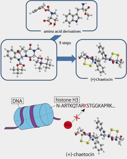 Synthesis and Biological Activity of Natural Product, (+)-Chaetocin and its Analogues