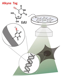 Live cell imaging of EdU using a Raman Microscope