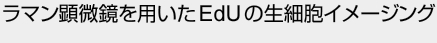 ラマン顕微鏡を用いたE d U の生細胞イメージング