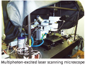 Multiphoton-excited laser scanning microscope 