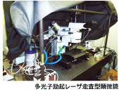 多光子励起レーザ走査型顕微鏡