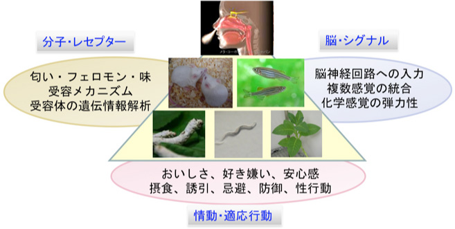 多様な生き物で（昆虫、植物、魚類、齧歯類、霊長類…）