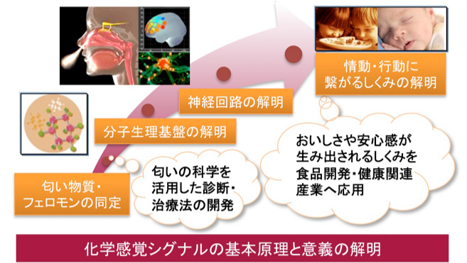 分子から脳神経を経て行動まで