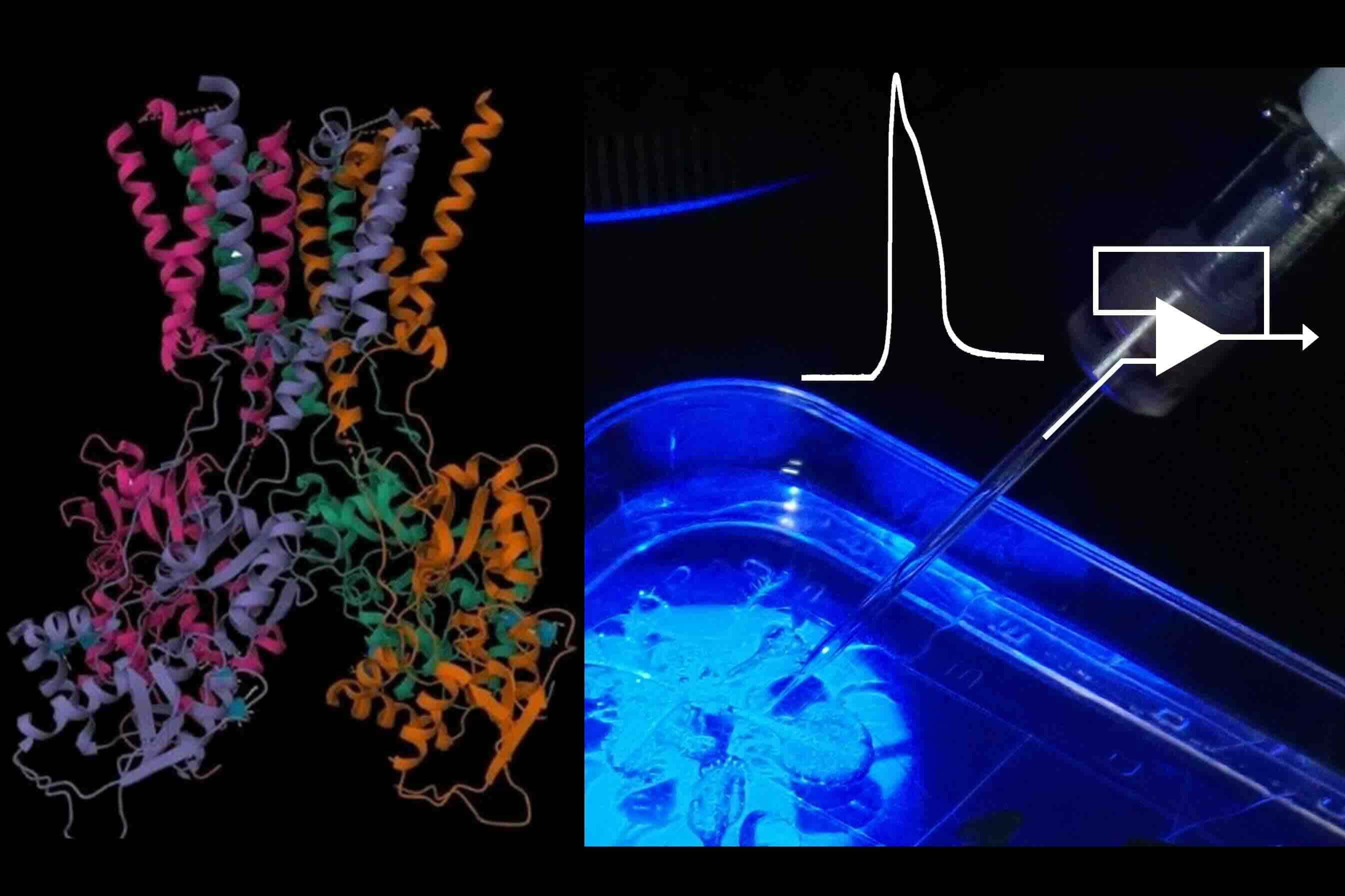 電気生理/構造生物学グループ