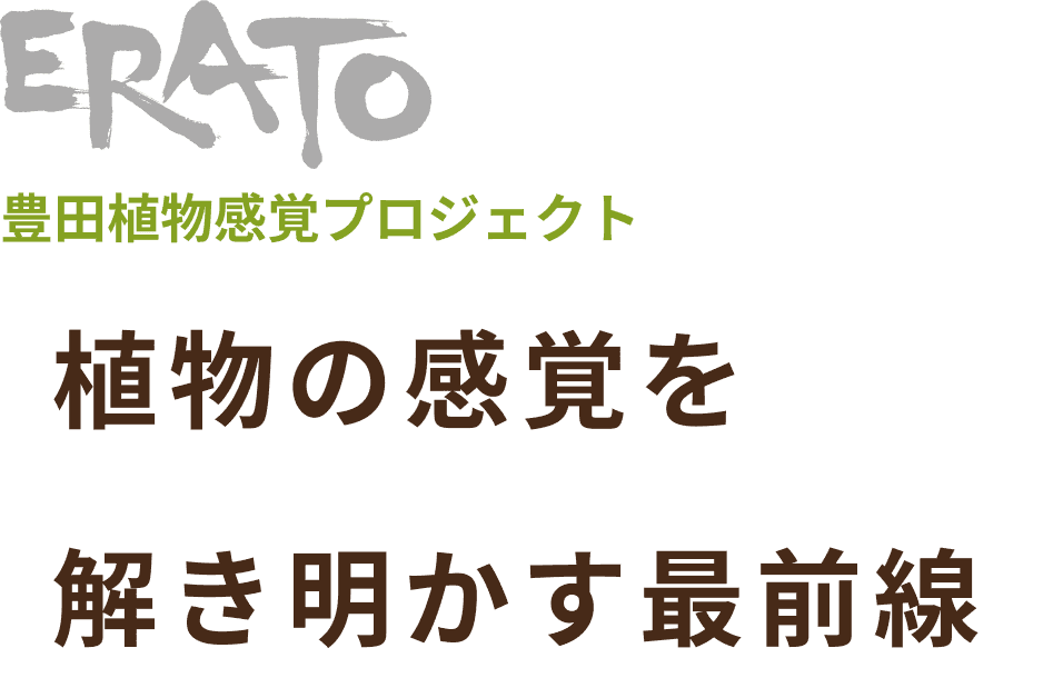 ERATO豊田植物感覚プロジェクト 植物の感覚を解き明かす最前線