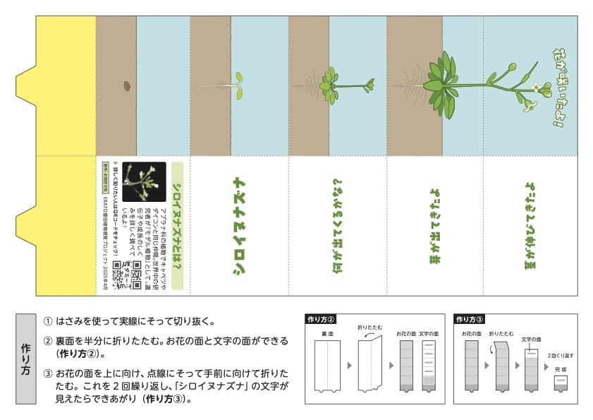 完成したシロイヌナズナ教材の見本画像