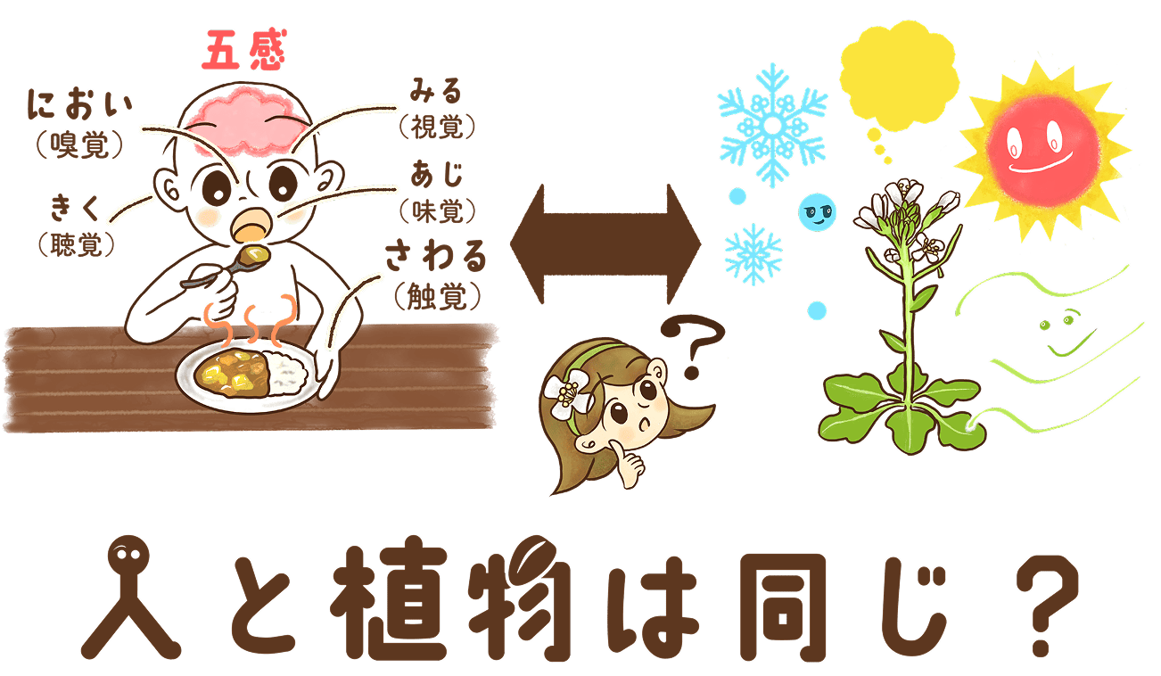 人間の五感