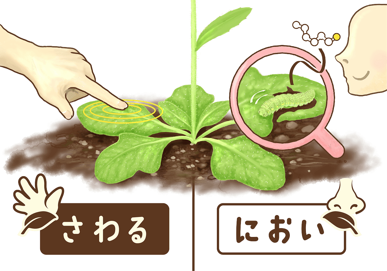 植物には感覚がある?!