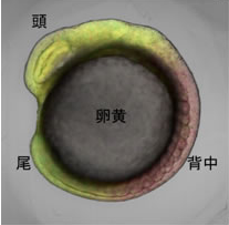 動物の体つくりに重要なレチノイン酸の可視化に成功－脊椎動物の胚でレチノイン酸が直線的な濃度勾配を形成－