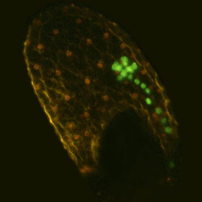 植物が花粉管の誘引を停止するメカニズムを発見