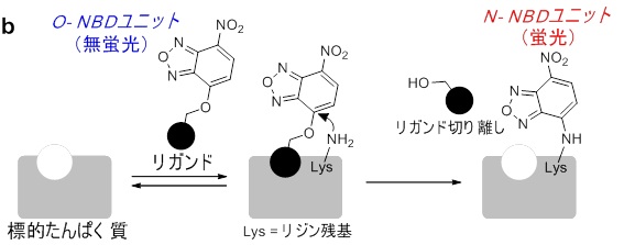 薬物の標的たんぱく質を選択的に光らせる方法を開発