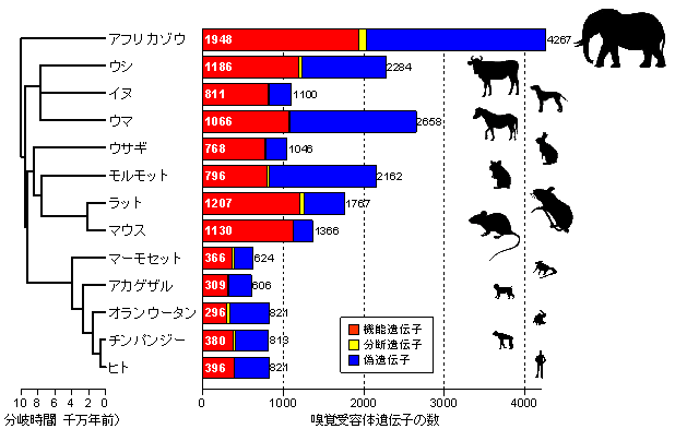 アフリカゾウはイヌの2 倍、ヒトの5 倍もの嗅覚受容体遺伝子を持つ～ゲノムの比較が明らかにした哺乳類の嗅覚受容体遺伝子の多様性～