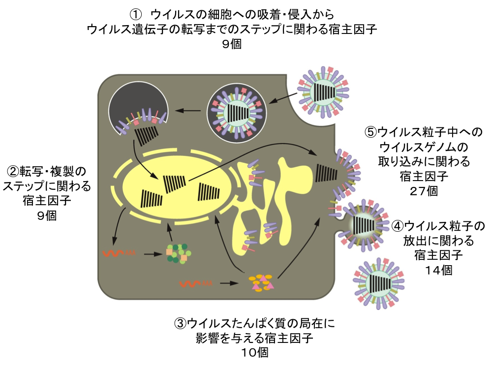 インフルエンザウイルスの増殖に関わる宿主たんぱく質を発見～新たな抗ウイルス薬の開発に道～