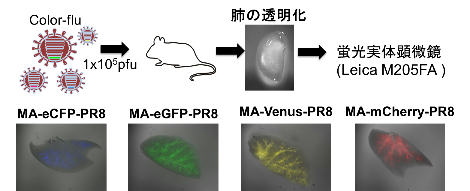 光で居場所を探せるインフルエンザウイルスの開発に成功～免疫応答メカニズムの解明、ワクチン開発に期待～